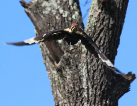 pileated woodpecker