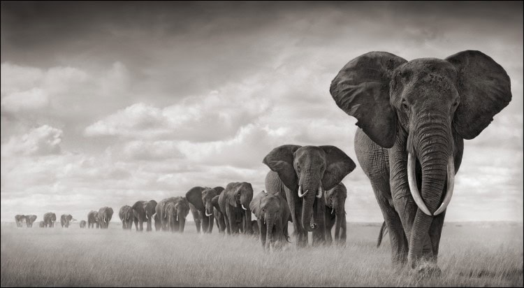 Nick Brandt, Elephant Walking Through Grass, Amboseli, 2008, archival pigment print, 40 in. x 73 in., edition of 8. ©Nick Brandt, Courtesy of the Artist and Hasted Kraeutler, NYC