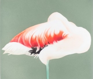 Flamingo Sleeping by Beth Van Hoesen