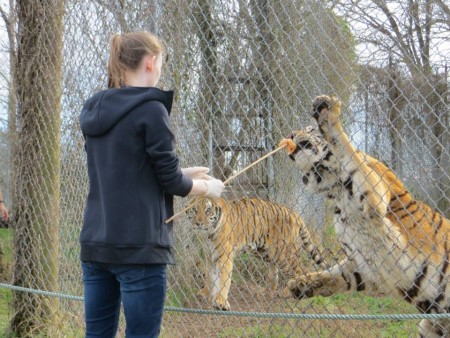 tiger feeding