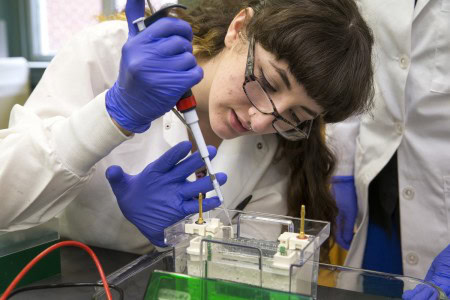 Olivia Reed loads a gel in order to measure the amount of protein in a sample for her work on a certain allergen in humans.