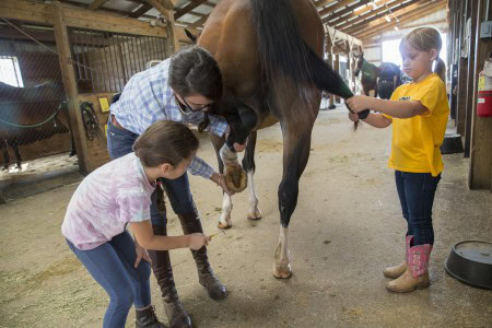 Campers learn how to shoe a horse.