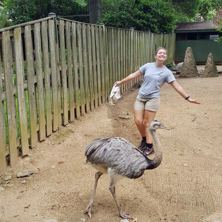 Megan Henning '18 with one of the greater rheas she took care of at the zoo. Megan Henning '18 with one of the greater rheas she took care of at the zoo.