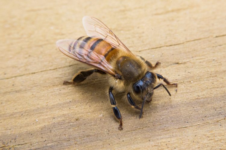 Close-up photo of a honeybee