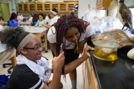 Participants in Science Day activities look at items in the Randolph College Natural History Collection.