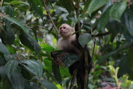 One of the white-faced capuchin monkeys Russell spotted on her trip