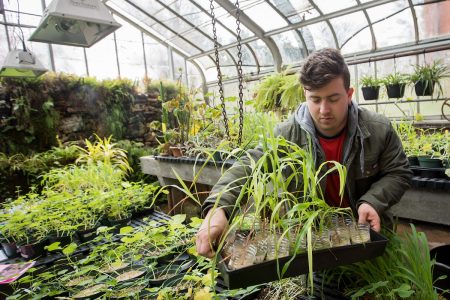 A student works with plant samples in the greenhouse behind Martin Science Building