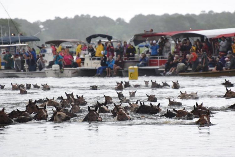 Chincoteague Island Pony Swim (photo by James Hoskins) Chincoteague Island Pony Swim (photo by James Hoskins)