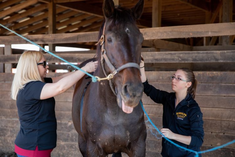 Biology professor Amanda Rumore and Sidney Clark place the Thera-tree saddle on a horse