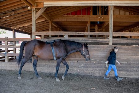 Sidney Clark walks one of her test subjects wearing the Thera-tree saddle