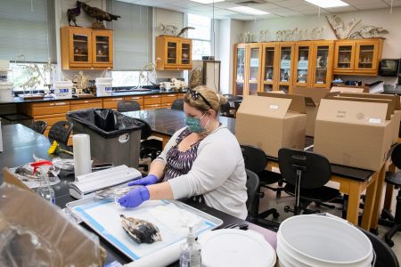 Biology lab technician Sara Harper vacuum seals specimens before putting them into the lab kits. 