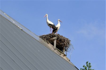 Storks nesting on buildings in the town of Rustadt, Germany.