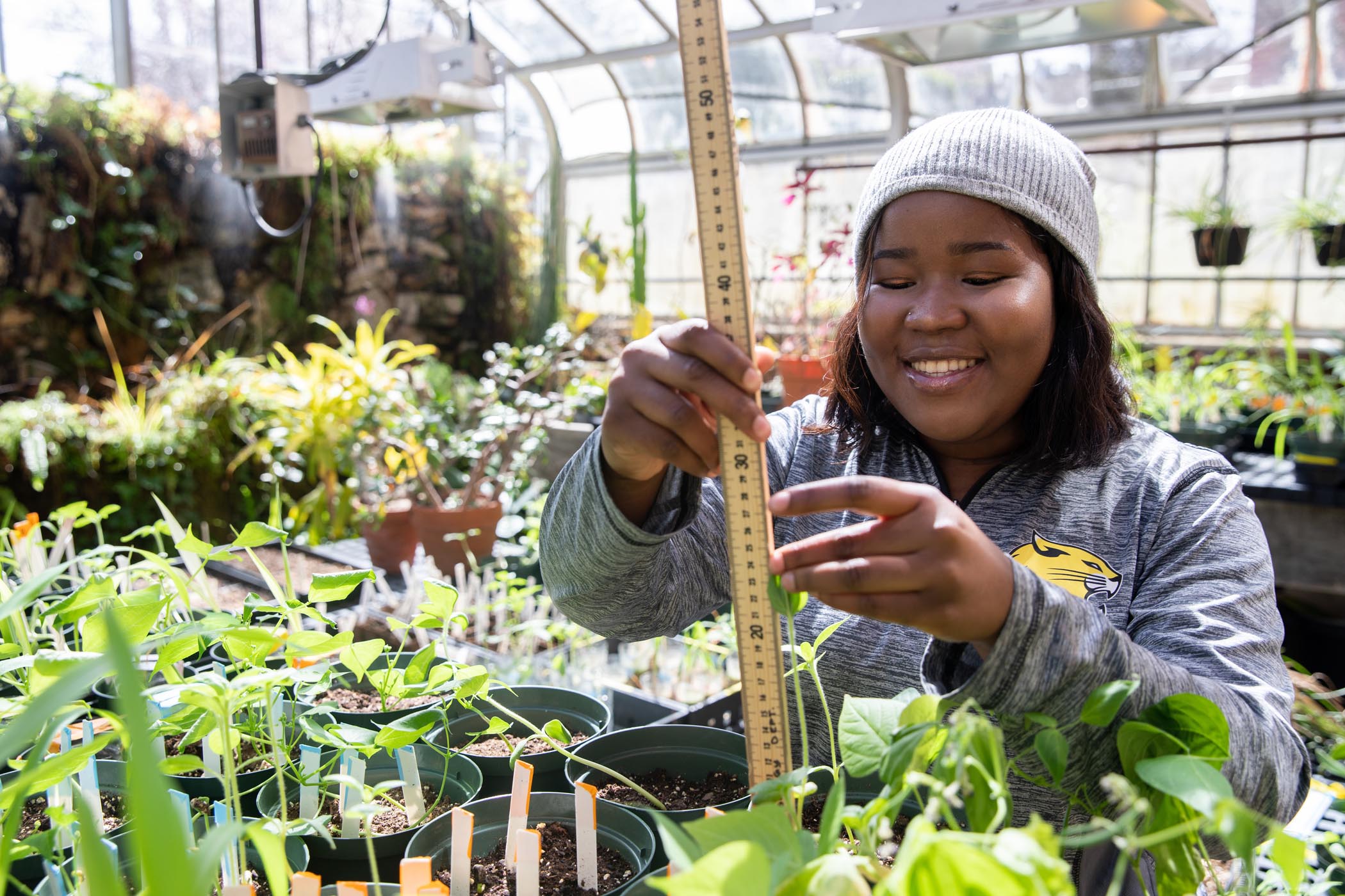 Jdody Misidor measures plant growth in the greenhouse at Martin Science Center