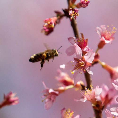 Randolph College is a certified Bee Campus