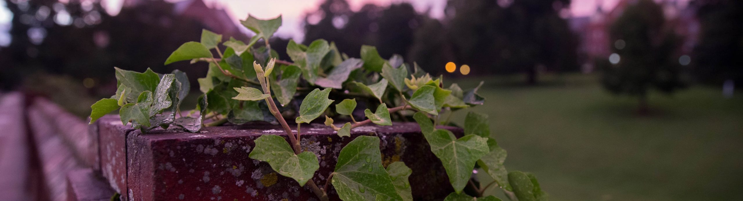 Photo of ivy on wall