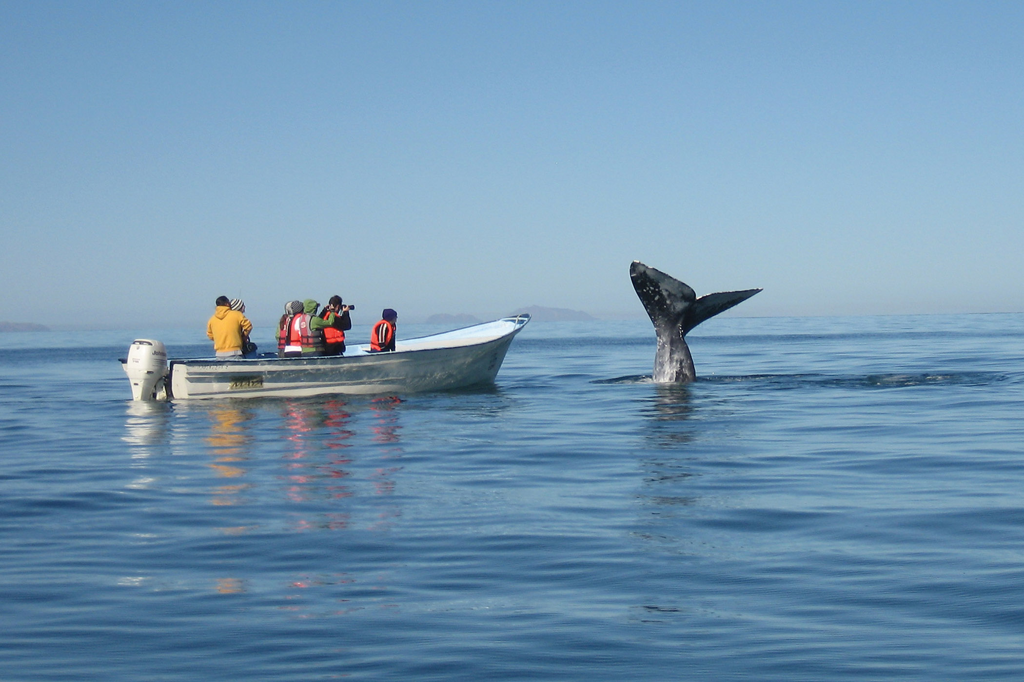 Researchers get an up-close view of a whale.