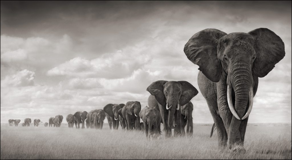 Nick Brandt, Elephant Walking Through Grass, Amboseli, 2008, archival pigment print, 40 in. x 73 in., edition of 8. ©Nick Brandt, Courtesy of the Artist and Hasted Kraeutler, NYC Nick Brandt, Elephant Walking Through Grass, Amboseli, 2008, archival pigment print, 40 in. x 73 in., edition of 8. ©Nick Brandt, Courtesy of the Artist and Hasted Kraeutler, NYC