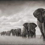 Nick Brandt, Elephant Walking Through Grass, Amboseli, 2008, archival pigment print, 40 in. x 73 in., edition of 8. ©Nick Brandt, Courtesy of the Artist and Hasted Kraeutler, NYC