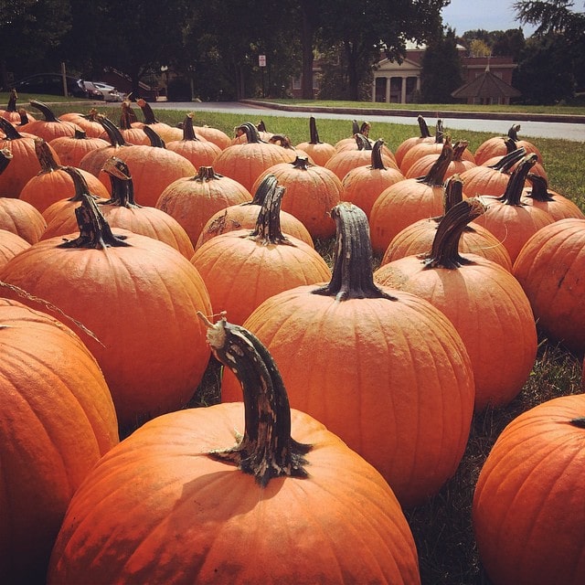 Photo of pumpkins Photo of pumpkins