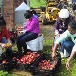 Photo of students volunteering