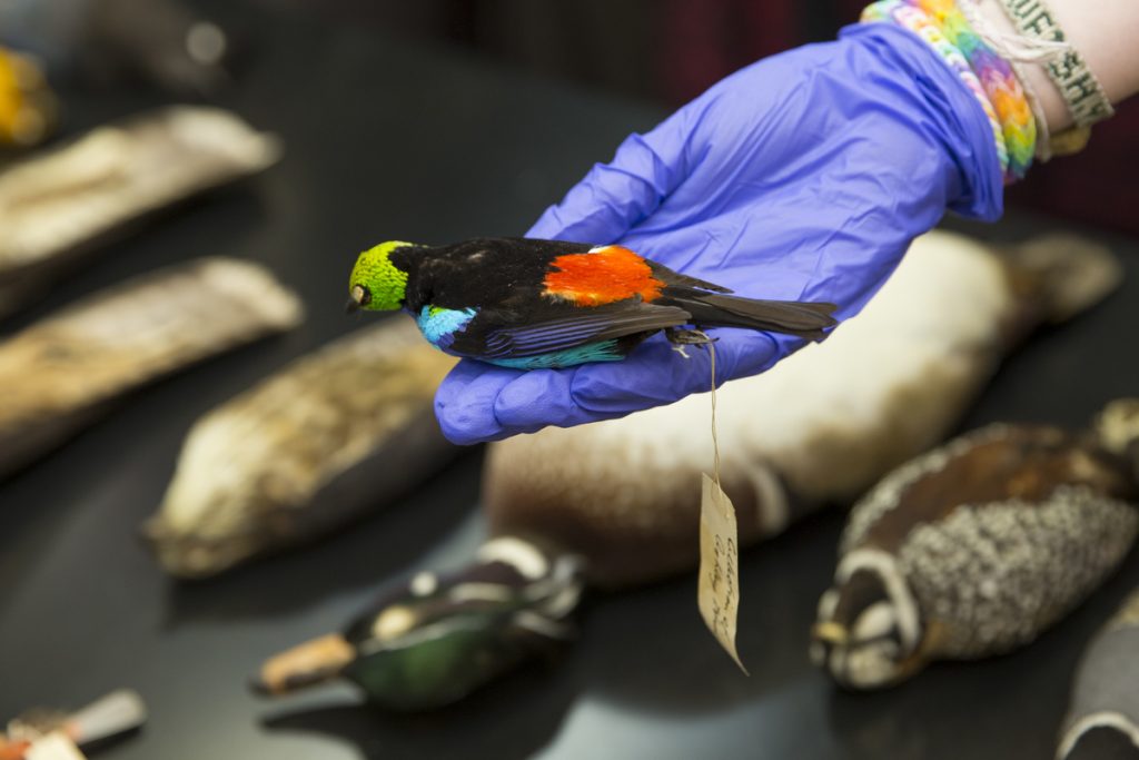 Photo of bird in hand