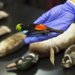 Photo of bird in hand