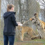 tiger feeding tiger feeding