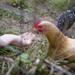 Chickens in the Organic Garden provide fresh eggs for the local community. Chickens in the Organic Garden provide fresh eggs for the local community.