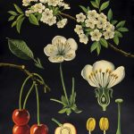 One of the botanical wall charts from the College's collection