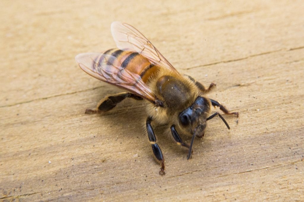 Close-up photo of a honeybee