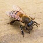 Close-up photo of a honeybee