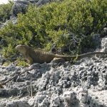 Bearded dragon