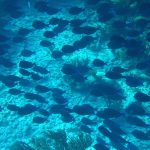 A school of fish
