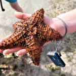 Starfish