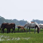 Wild ponies on Chincoteague Island (photo by James Hoskins)