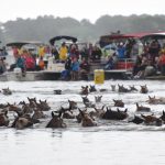 Chincoteague Island Pony Swim (photo by James Hoskins) Chincoteague Island Pony Swim (photo by James Hoskins)