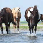Wild ponies on Chincoteague Island Wild ponies on Chincoteague Island (photo by James Hoskins)