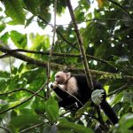 A white-faced capuchin monkey encountered by Reneé Russell ’16 in the rainforest as part of her fieldwork in Costa Rica