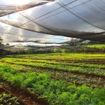 Crops at one of the Cuban farms Appel visited