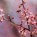 A bee approaches blooming flowers in front of Leggett Building