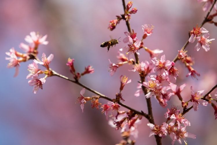 A bee approaches blooming flowers in front of Leggett Building A bee approaches blooming flowers in front of Leggett Building