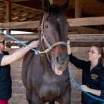 Biology professor Amanda Rumore and Sidney Clark place the Thera-tree saddle on a horse