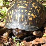 An eastern box turtle was just one of the creatures the group observed during their field work