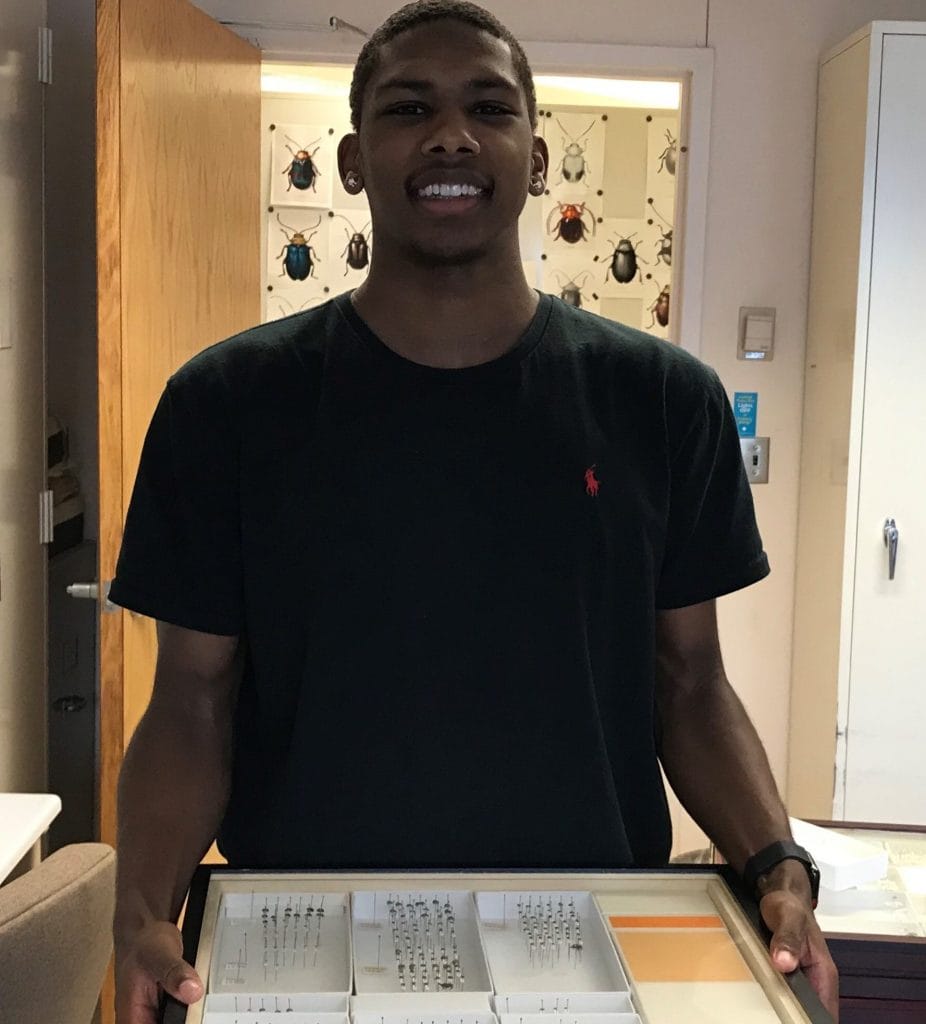 Brian Smith holds a case of beetle and weevil specimens as part of his internship at the Smithsonian Museum of Natural History