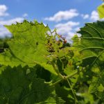 This close-up photo taken by Doss shows damage to crops caused by Japanese beetles