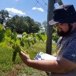 Mitchell Doss examines grapes at Ayers Vineyard in Stuart, Va.