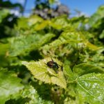 Image of a Japanese beetle captured by Doss using a drone