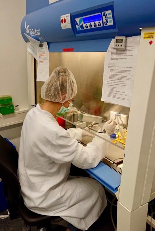 Marlene Redlich works on differentiating cells with the goal of making them into pacemaker cells that could one day be planted into a damaged heart. Marlene Redlich works on differentiating cells with the goal of making them into pacemaker cells that could one day be planted into a damaged heart.