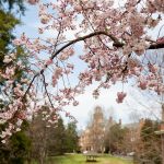 Spring flowers grow on the trees next to Martin Science Building