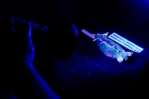 A taxidermied animal sits under the blacklight, being photographed for a research project